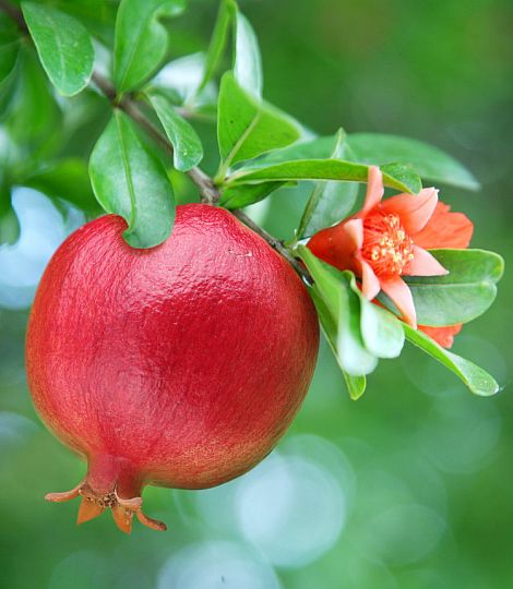 Granátovník púnsky  MAXIMA RUBRA